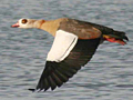 Egyptian Goose